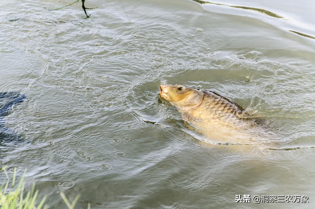 如何钓黑鱼教程（掌握黑鱼垂钓秘密）