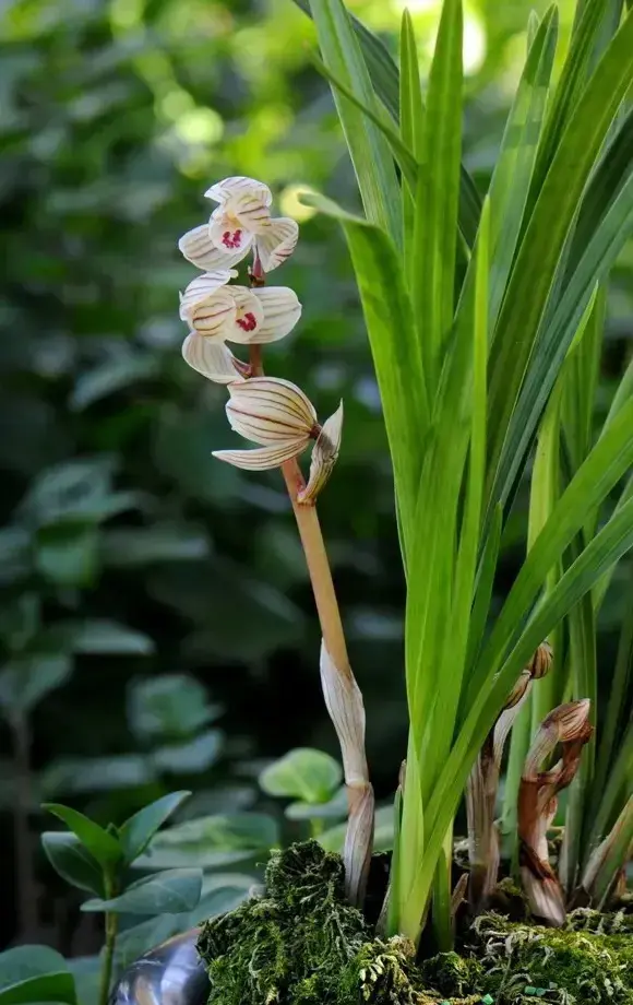 最贵的兰花价格排行榜前十名（各种珍贵兰花的排行）