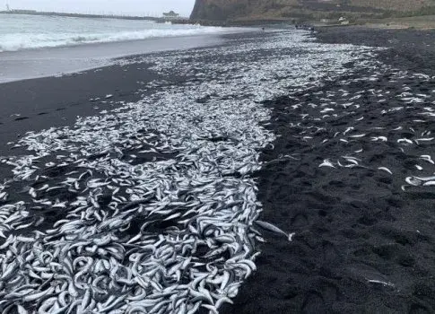 日本核泄漏变异生物（日本排放核污水，爆发罕见变异食人菌）