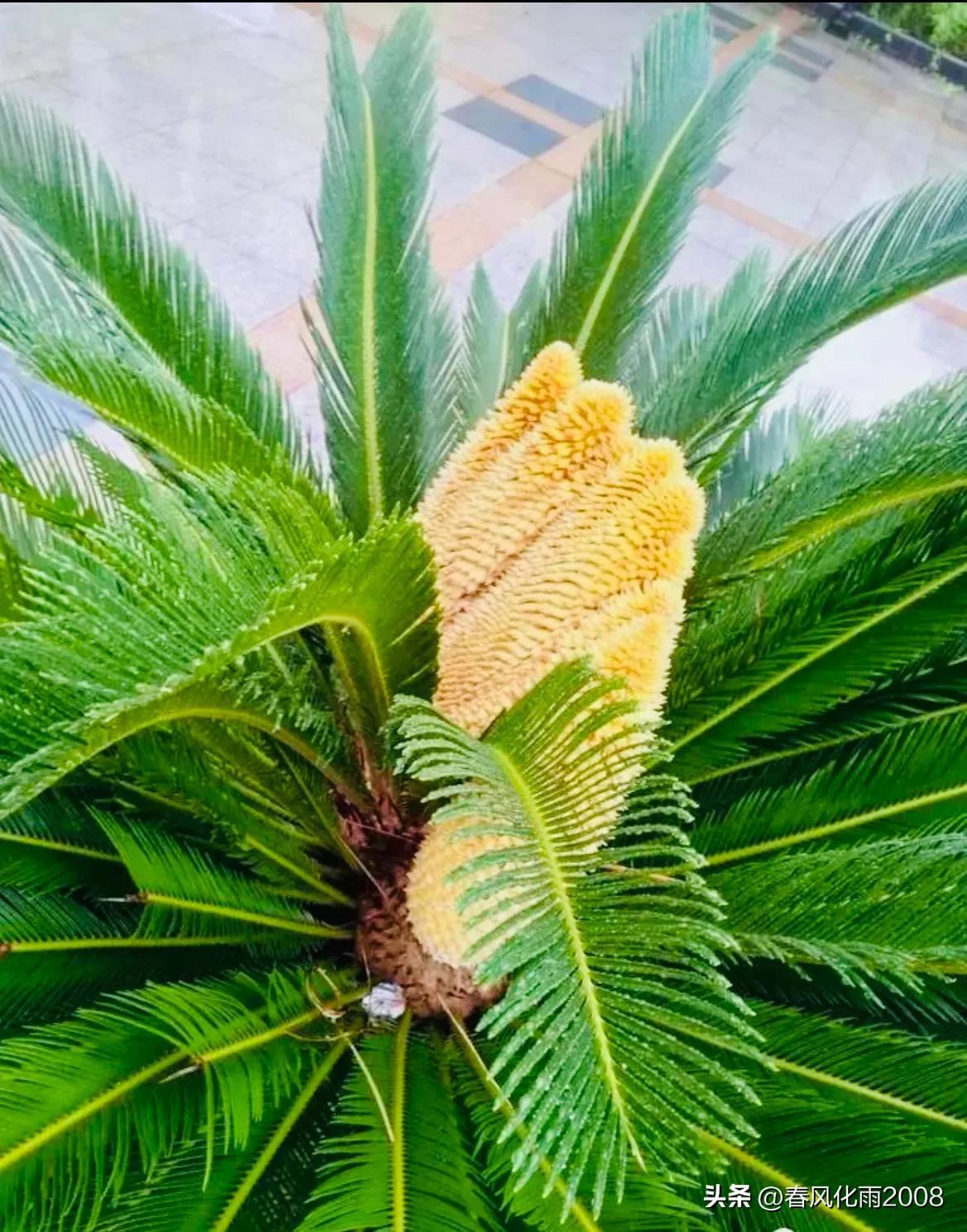 算命说铁树开花的意思（铁树开花，象征着美好、幸福，预示着吉祥、富贵）