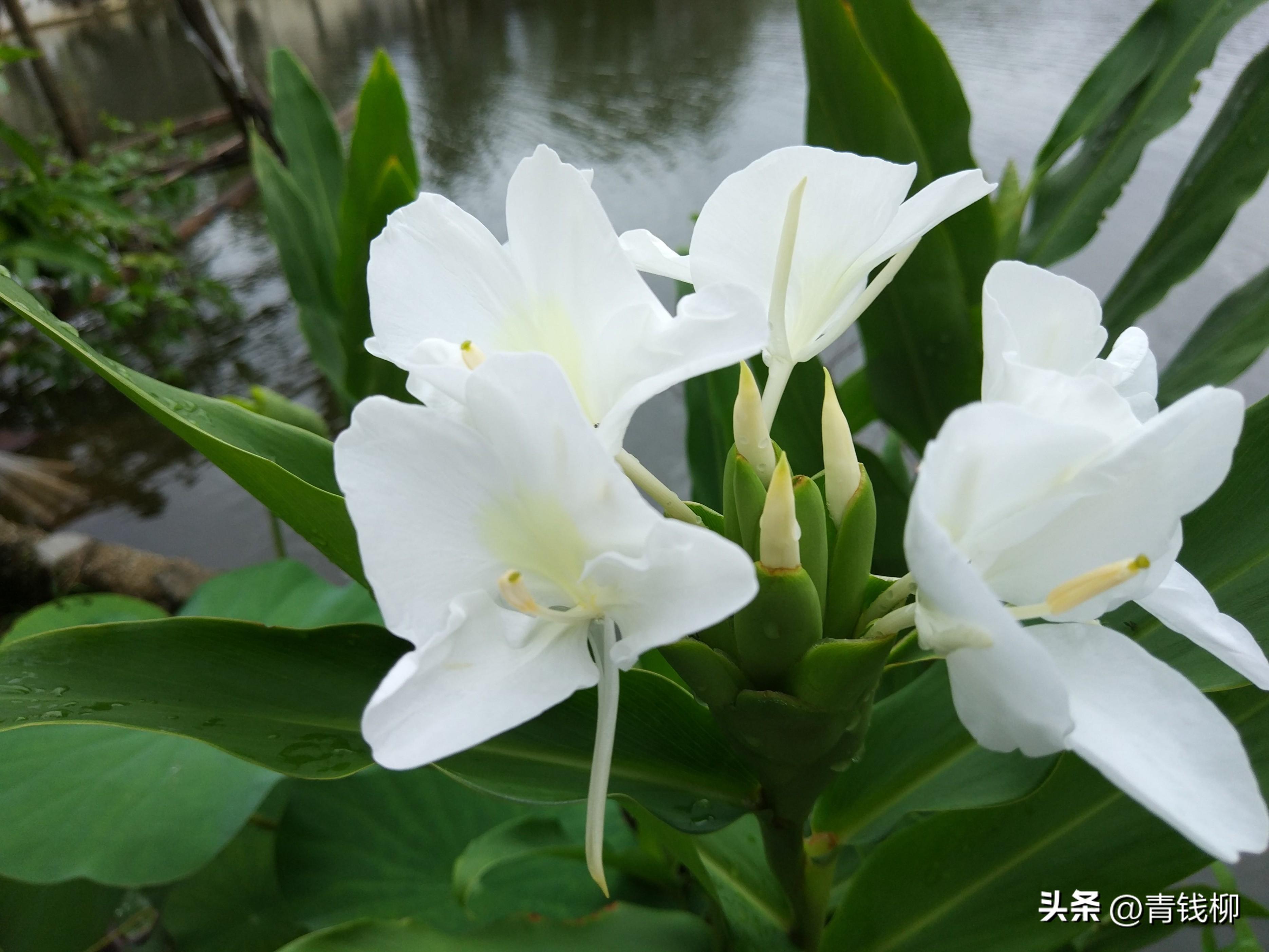 姜花怎么做好吃（姜花是美食与药膳的佳品）